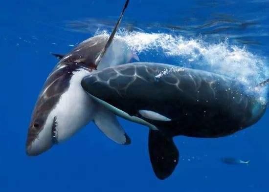 打蛇为什么要七寸，把头打烂没毒牙，还不够安全吗？