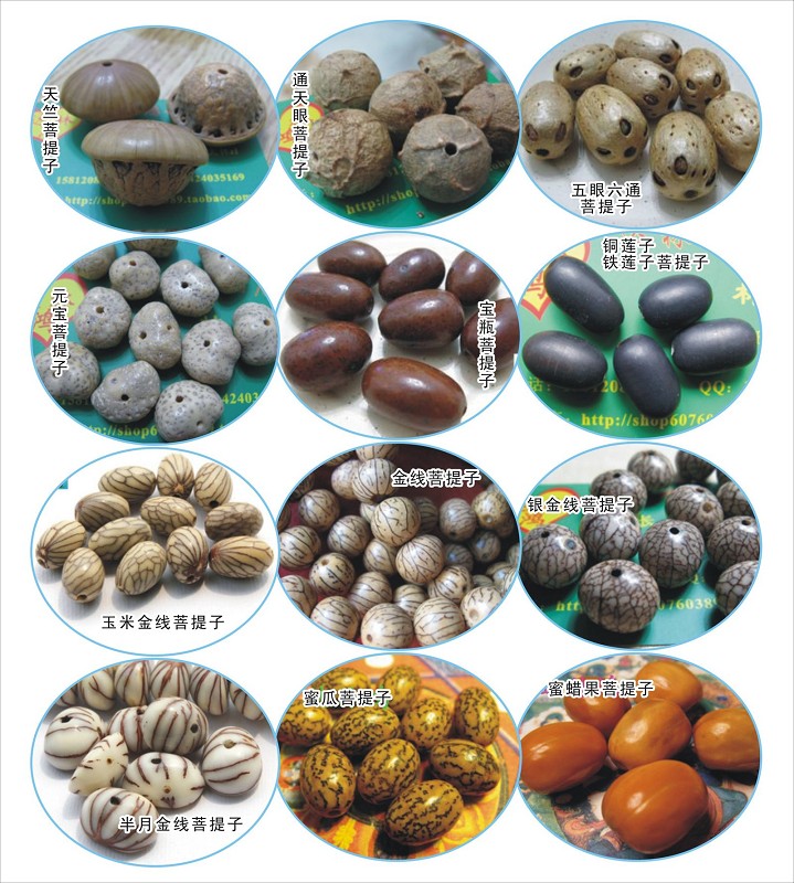 菩提子种类图片哪一种菩提最好,菩提种类的寓意和象征