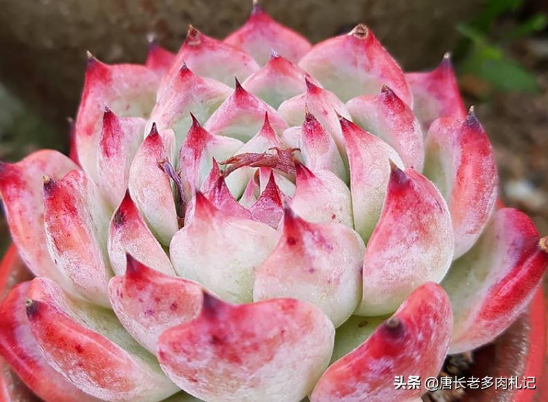 多肉卡罗拉,多肉卡罗拉是什么品种