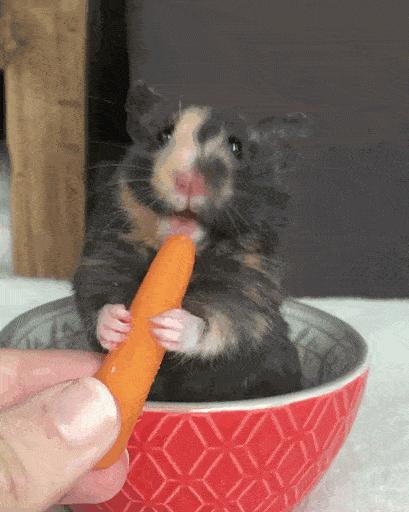 养仓鼠要记住的小知识,养仓鼠必须知道的8大常识问题