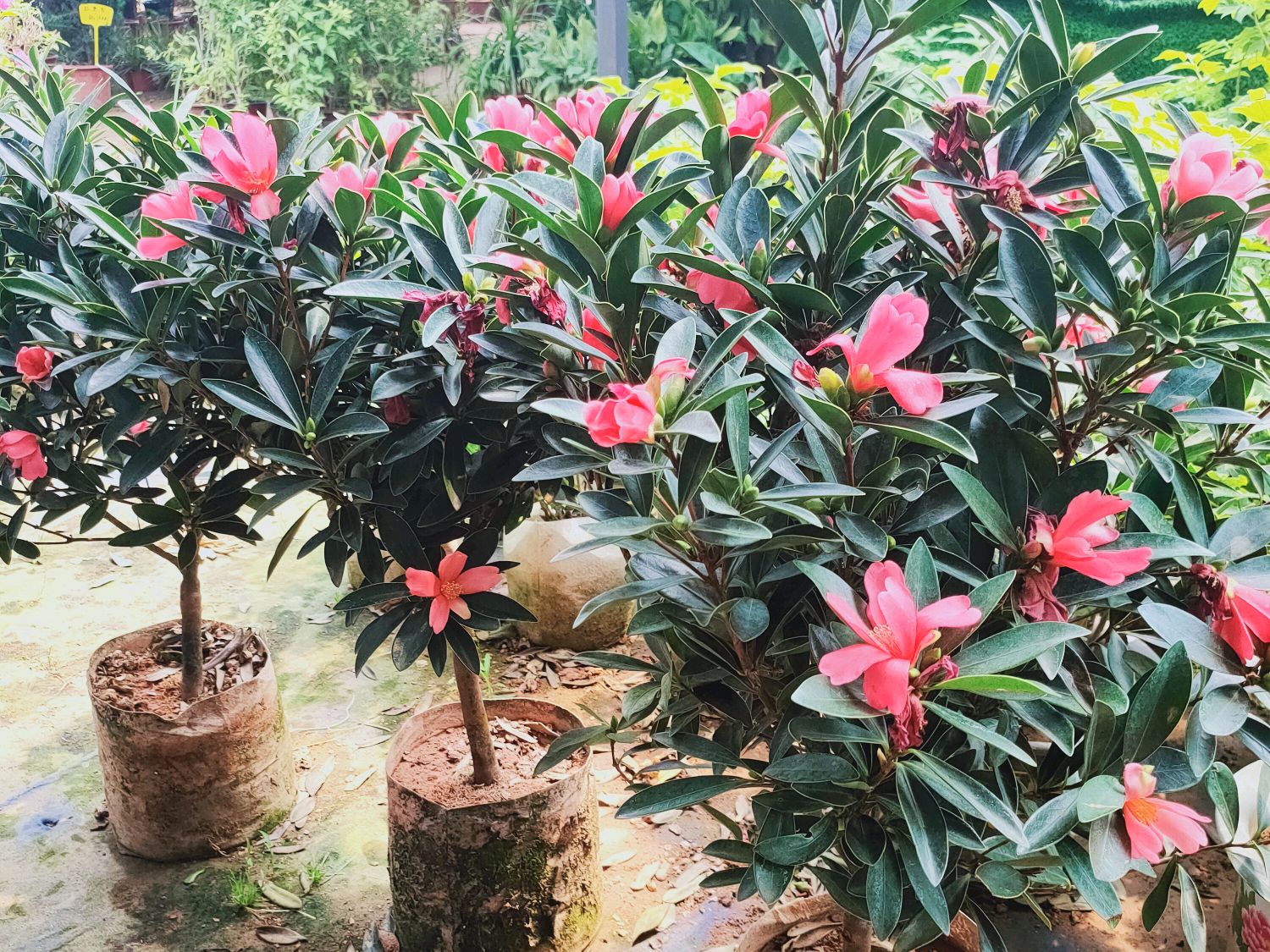 网购的花卉要如何处理呢,网购花卉的详细步骤