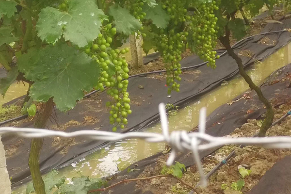 葡萄最怕浇什么水,葡萄快涝死了施肥有效吗