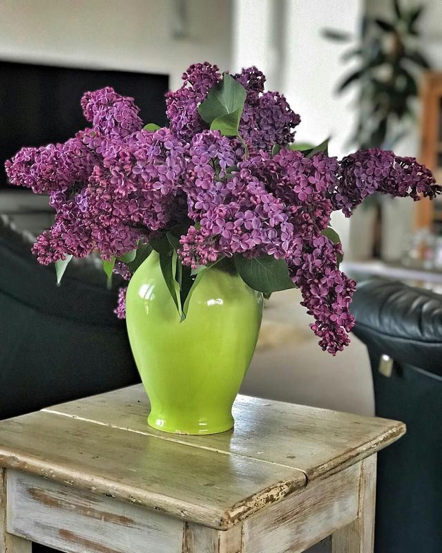 【ROSECASSOU花语笔记】紫丁香