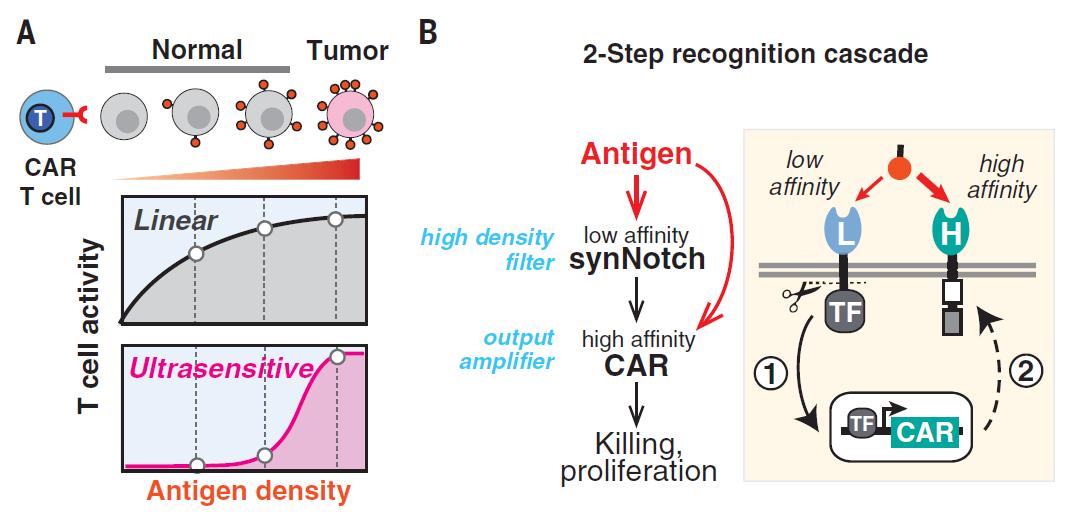 car-t疗法进军实体瘤,car-t攻克胃癌