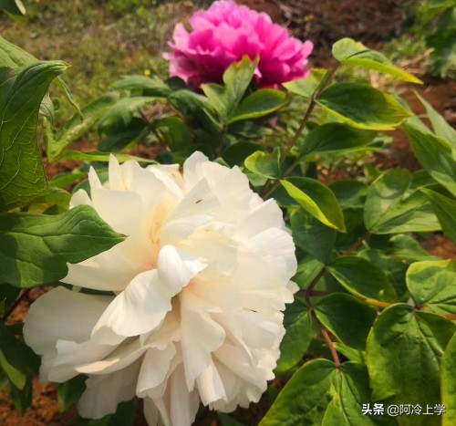 《疲惫的小号》,家长如何培养自己的孩子?孩子学不会也很冤