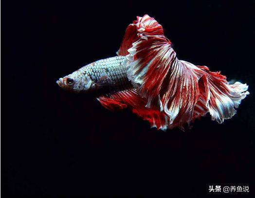 哪种泰国斗鱼比较好养,泰国斗鱼和中国斗鱼哪一个好看