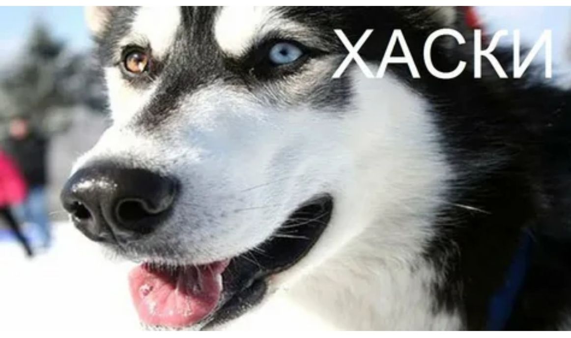 西伯利亚雪橇犬哈士奇和老虎,西伯利亚雪橇犬长毛哈士奇双血统