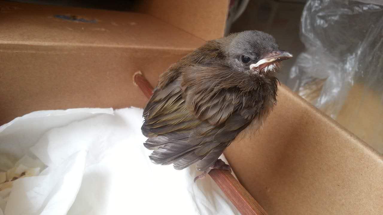 如何让雏鸟学会自主进食,如果雏鸟有呼吸但不动怎么办