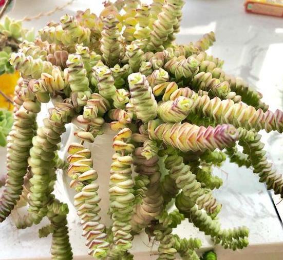 多肉火祭徒长可以不砍头么,多肉钱串子砍头怎么操作