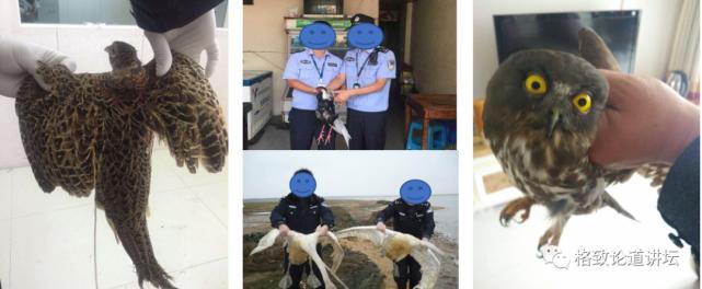 捡到只受伤的鸟怎么办,野外捡到受伤的小鸟