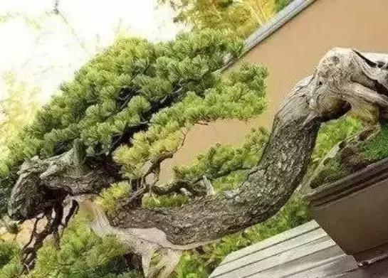 那些天价的植物,十大最值钱的植物