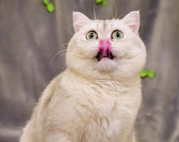 英短猫长大后是什么样的,英短猫的成长大小跟什么有关