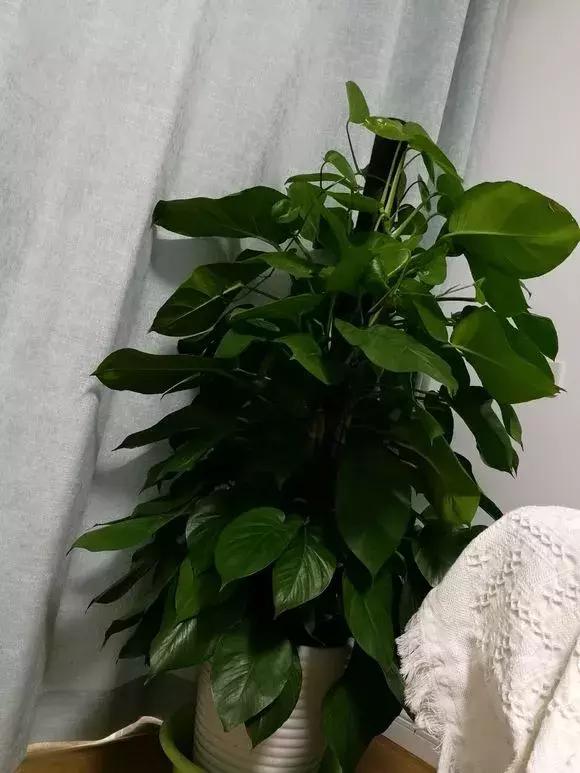 适合家里养的喜阴花,家里适合养的喜阴花