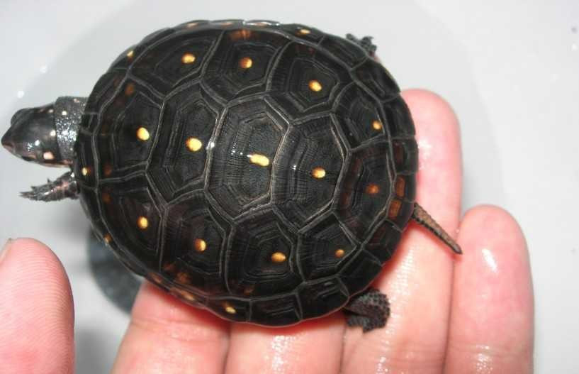 两栖龟陆龟海龟区别,陆地龟和陆龟是一个品种吗