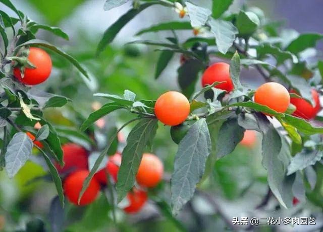 365种·常见花卉图谱，观果和多肉植物收藏篇