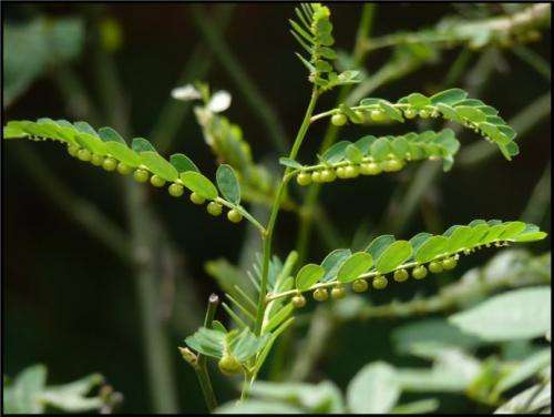 农村的野花野草哪几种可以吃,常见的野花野草却是农家之宝
