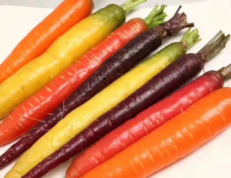 花青素甜脆萝卜,维c含量高的野果