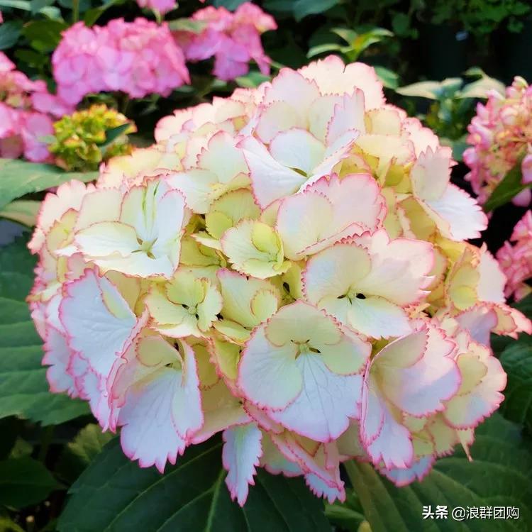 十种好看的绣球,最好看的绣球花视频