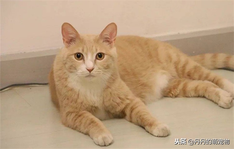 不要在宿舍养宠物,不要在寝室养动物