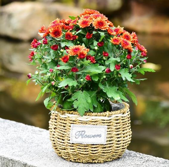 菊花茉莉徒长不开花,小菊花盆栽买回来没多久就蔫了