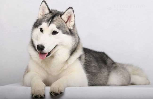 带猫做绝育猫会恨主人吗,女人带狗狗做绝育手术