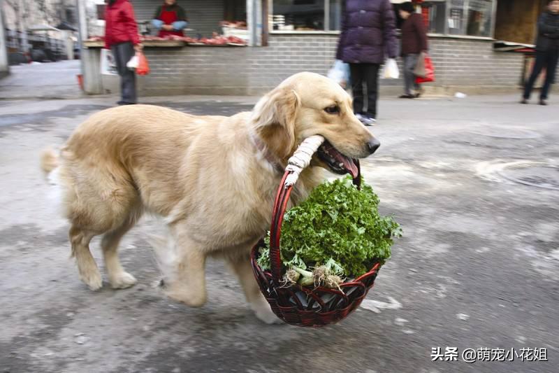 金毛生病被主人抛弃,金毛生病了要怎么治疗