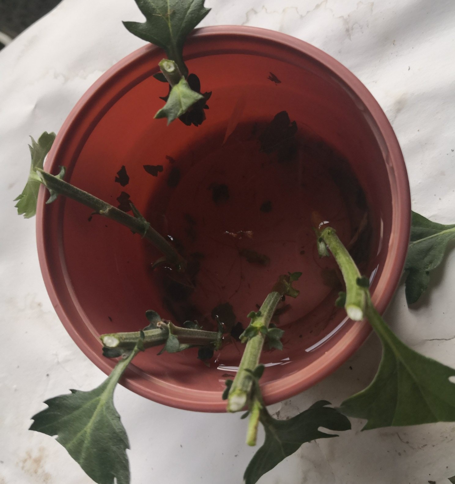 菊花剪下来的枝条怎么办,菊花剪枝后剩余老枝怎么处理