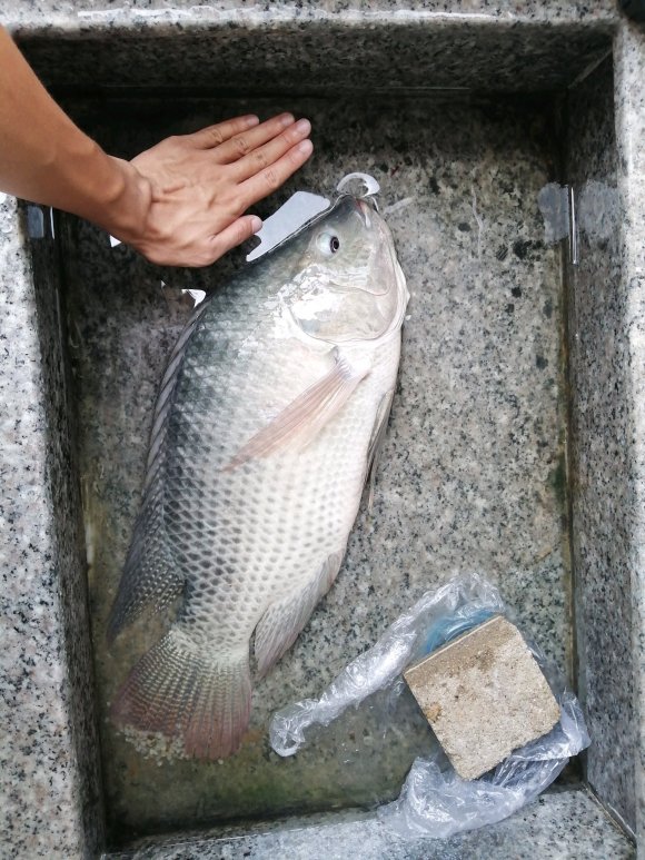 柳江河里钓到50多斤大鱼,柳江钓罗非鱼视频