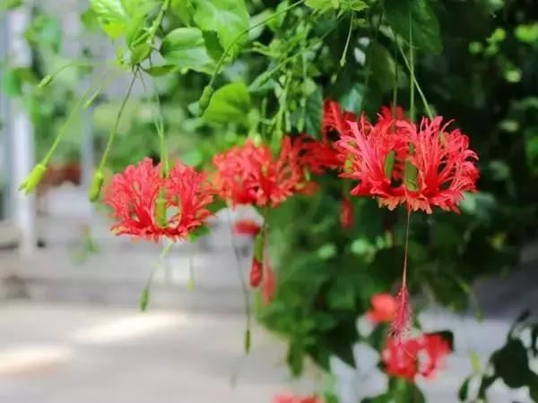 百花图谱大全100幅,工笔百花图谱100种