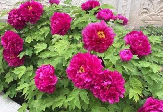 庭院常见的吉祥树,一