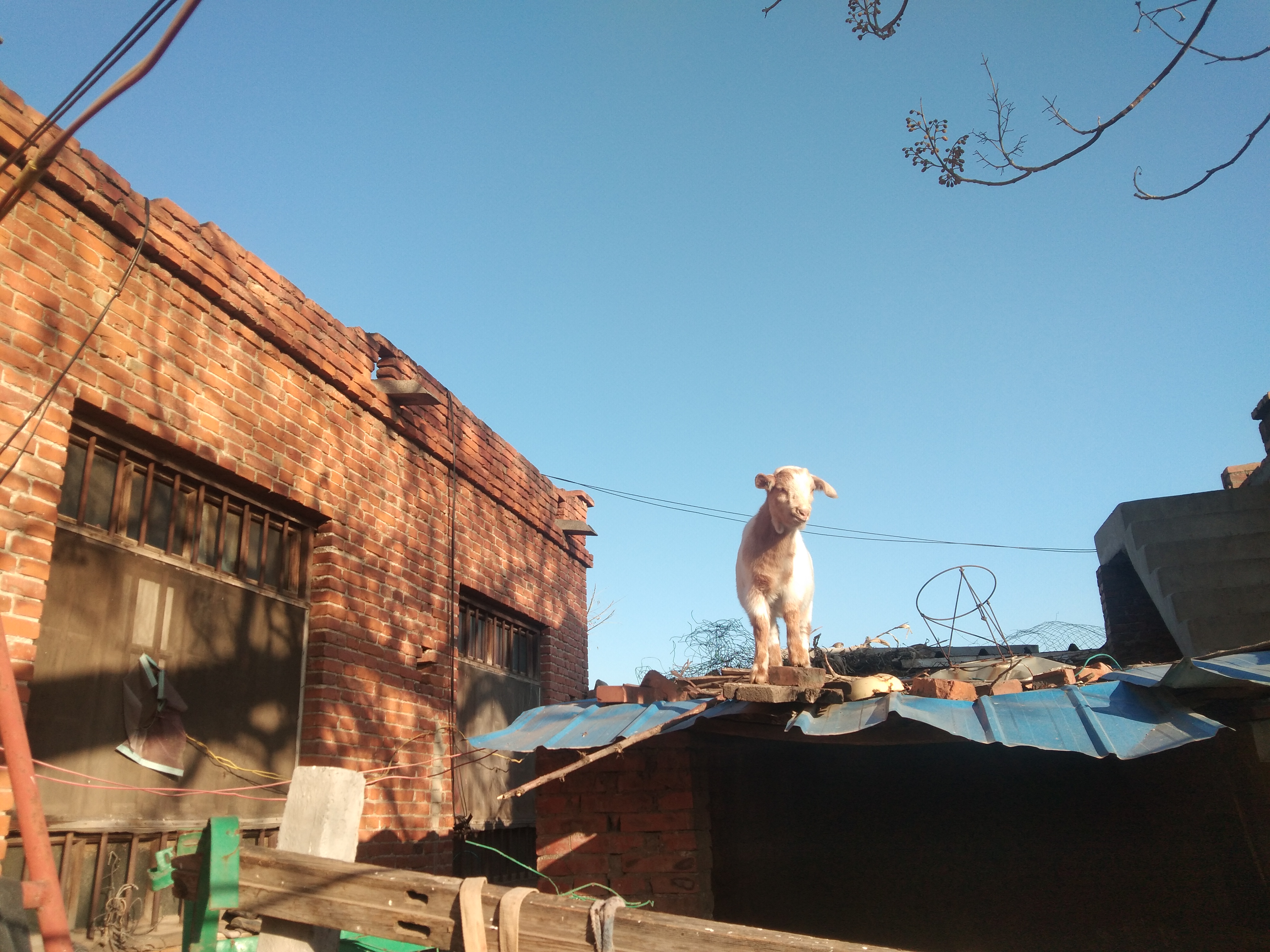 养羊人都要做的事,养羊人的最好方法