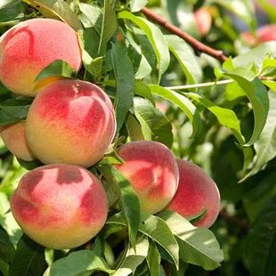 无接触配送安心宅家吃美食,无接触食品