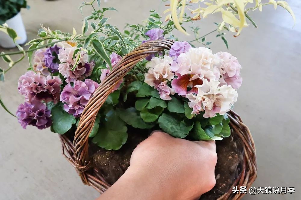 三色堇花卉盆栽,四季开花盆栽三色堇