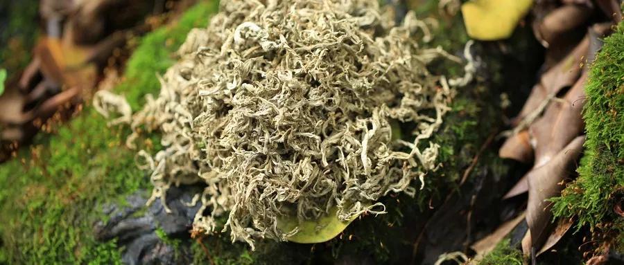 艾灸艾绒的这些另类用法，你绝对不知道