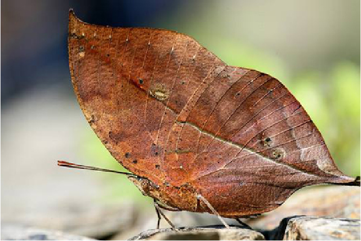 十种最美蝴蝶,自然界蝴蝶大全