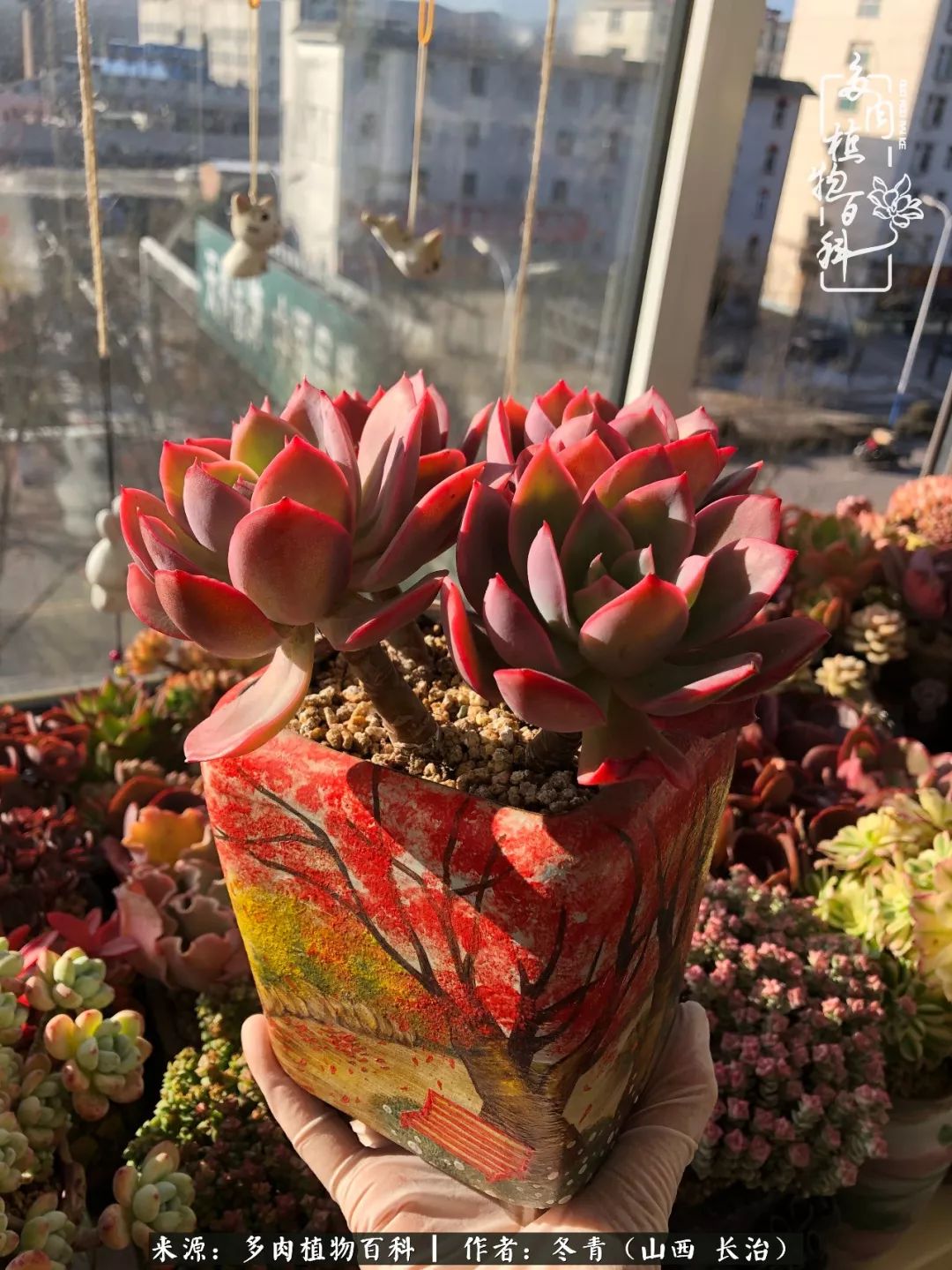 新手养的多肉怎么管理好看,阳台养多肉正确方法