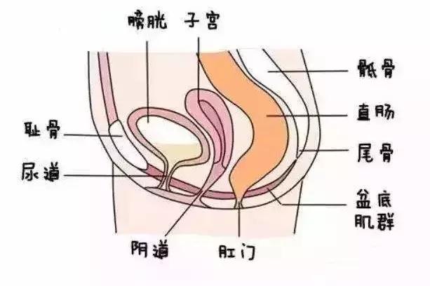 孕期耻骨疼，别不当回事儿，小心耻骨分离症缠上你