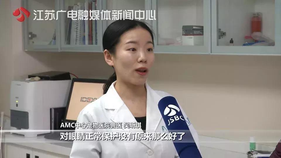 花一万元给猫割双眼皮,医生辟谣给猫割双眼皮