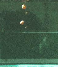 为什么大便总是想把屎夹断,大便到底该不该夹断