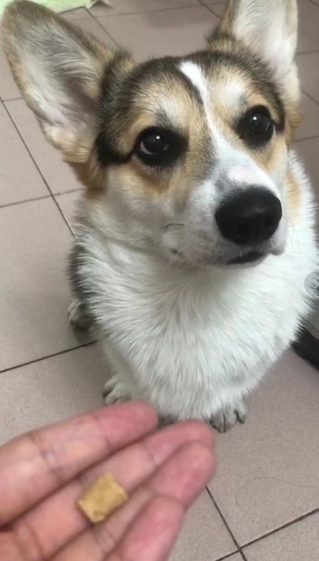 一小区八只狗同时死亡,如何预防新型毒狗药硝氯酚,中毒如何急救