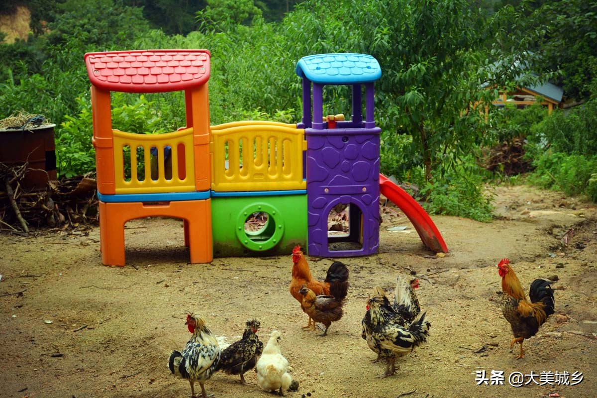 农民养两千余只土鸡变飞鸡,中国深山养殖5亿只鸡视频