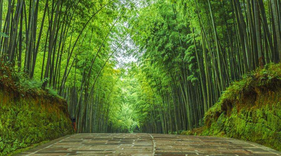 炎炎夏日,翠竹的眼泪“鲜竹沥液”,能当饮料喝吗