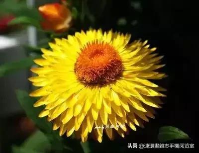 各种花的花语文案,花的花语100种