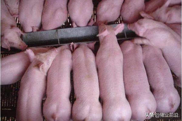 猪场一断奶就腹泻，一定要看这几招，用了告别断奶腹泻问题