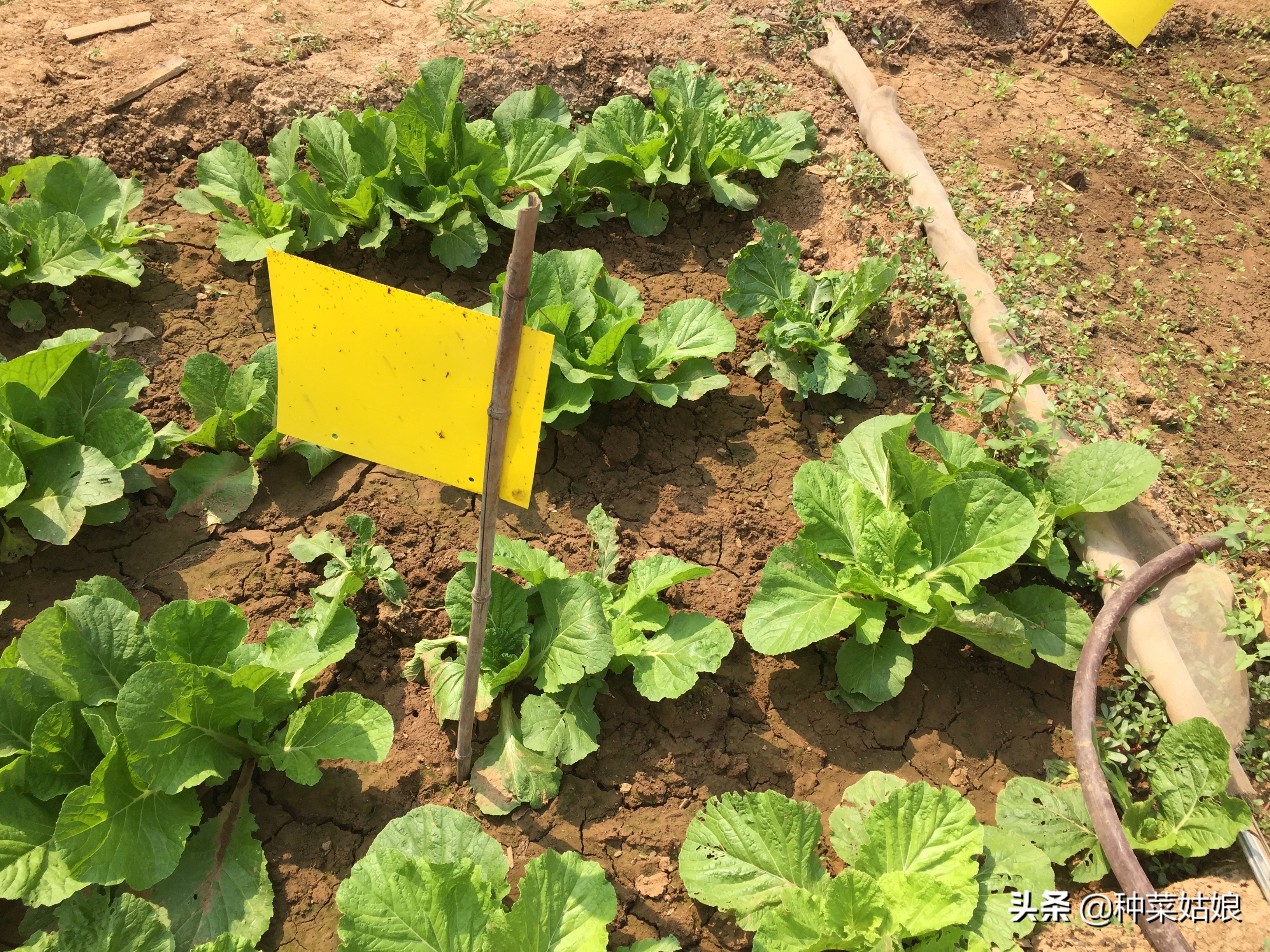 白菜萝卜有虫怎么治用什么药,萝卜白菜有虫子该怎么办