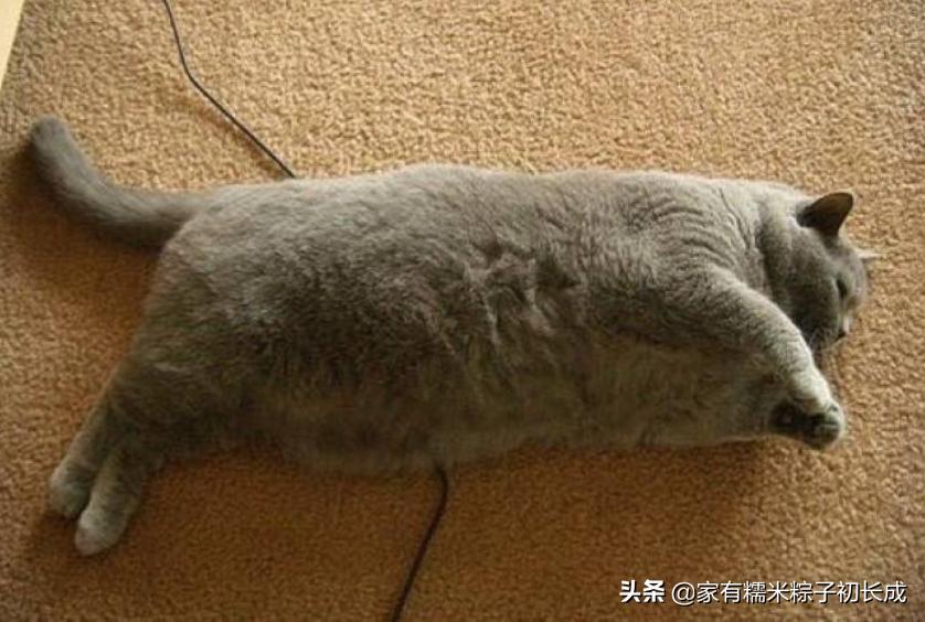 猫咪最怕吃什么东西,猫咪饮食喂猫常见的六种错误
