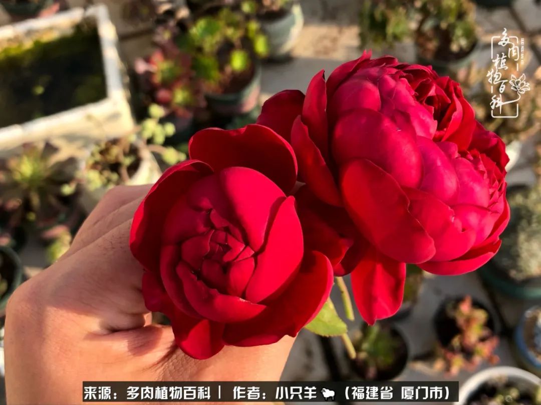 多肉像葡萄一样,多肉像铃兰一样