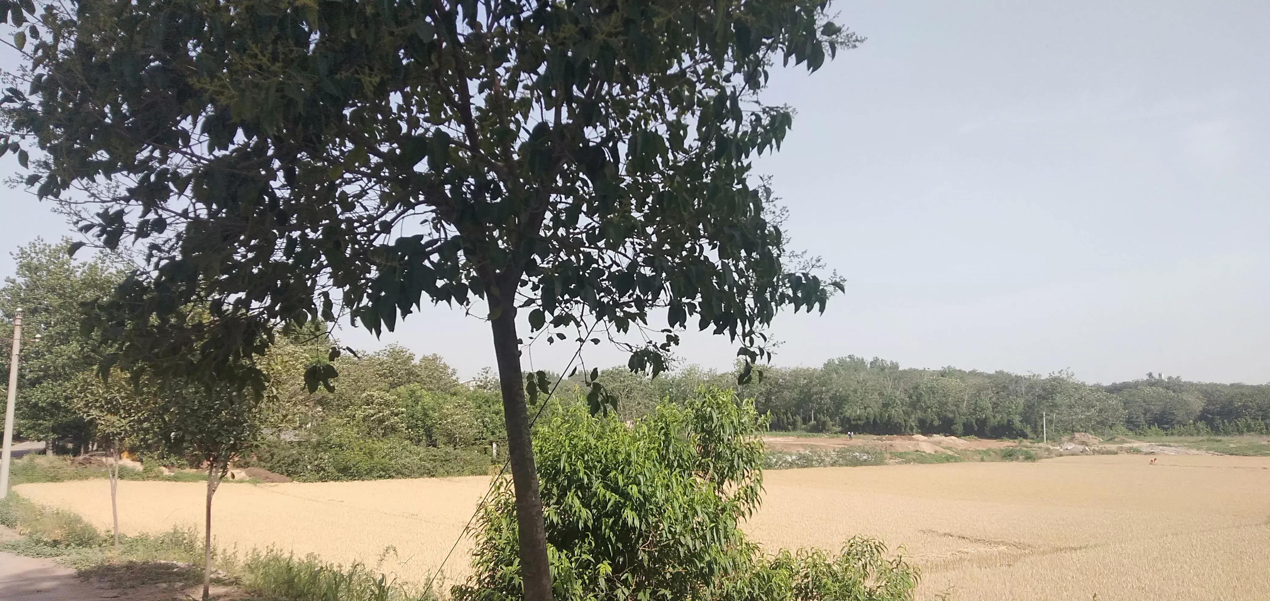 倔犟拼音,倔犟小太阳