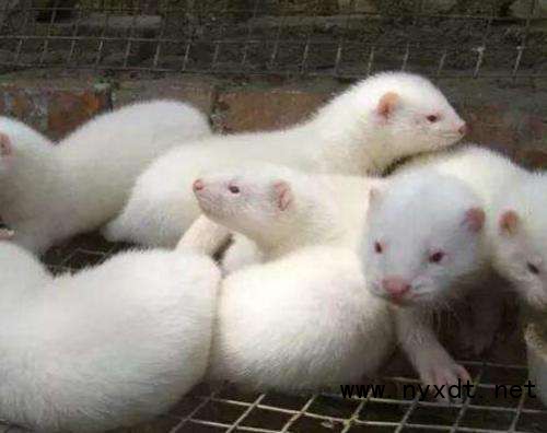 养殖貂的做法,养殖如何提升效率