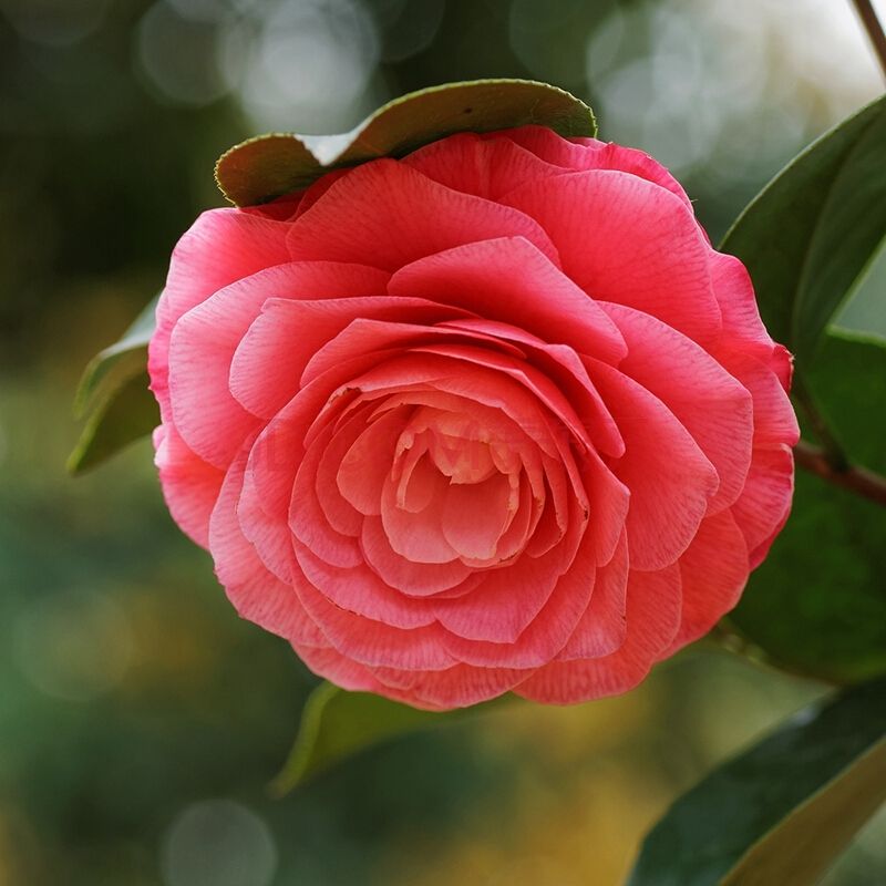 山茶花不能正常开花的原因,山茶花开花时可以晒太阳吗